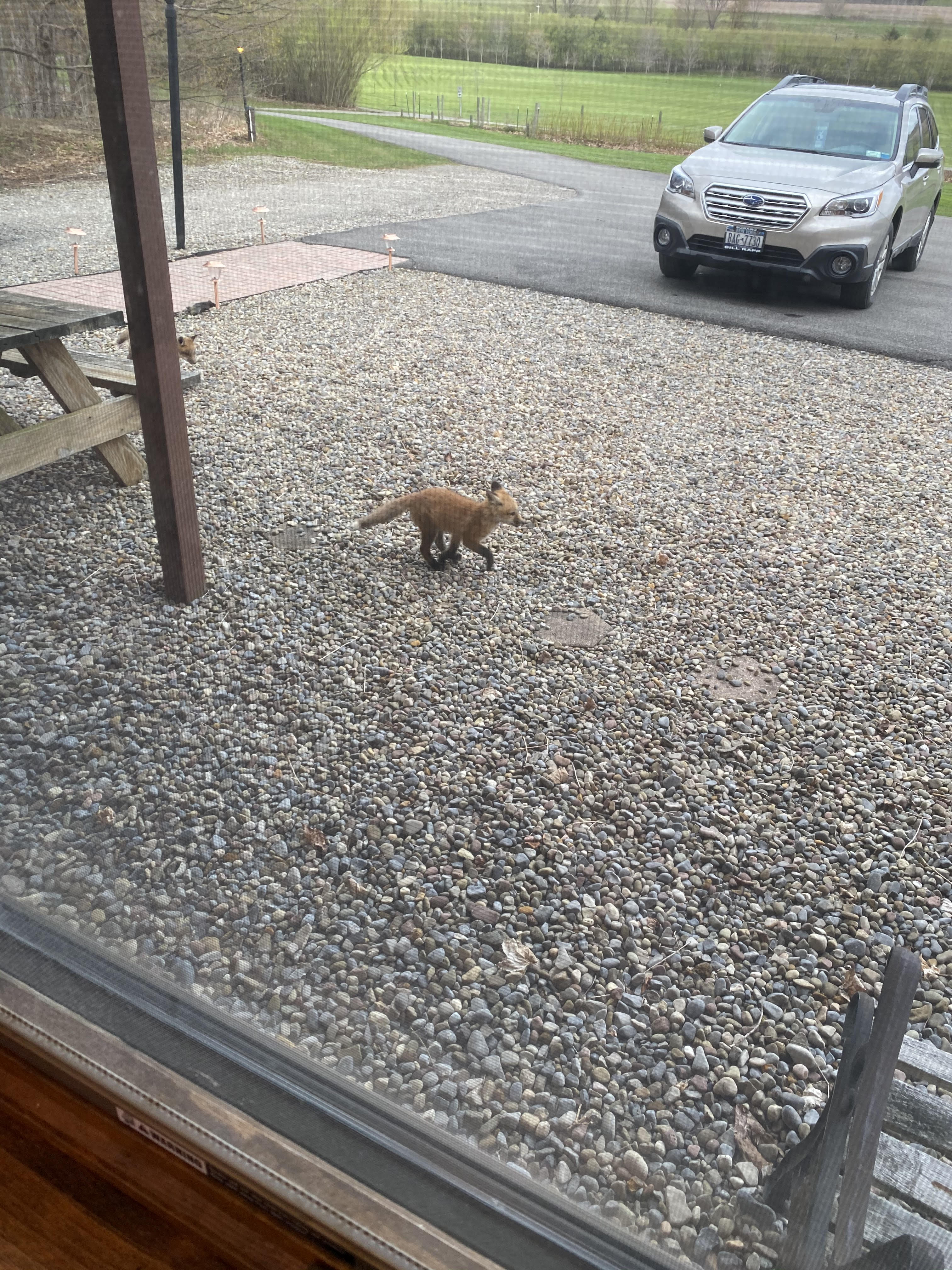 A fox